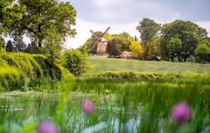 Windmill Uelsen blooming foreground