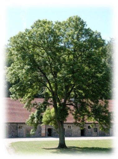 Figure: Ash Tree