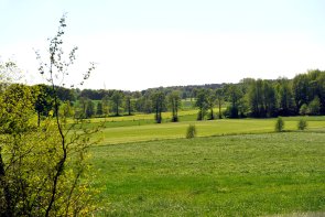 Pradera verde con flores en Wielen