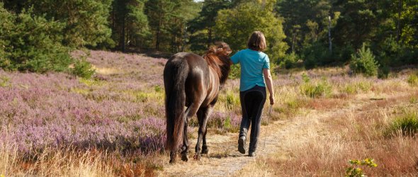 Vrouw met ijslander op de heide