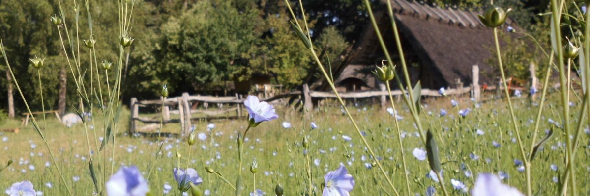 Bronstijd boerderij Uelsen Uelsen Bronstijd boerderij met bloeiende zomerweide