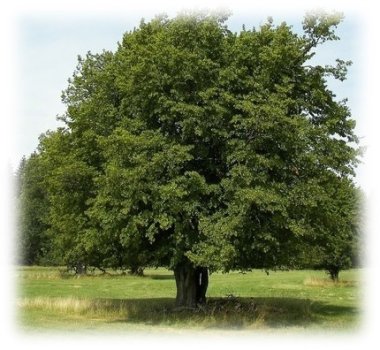 Afbeelding: haagbeuk