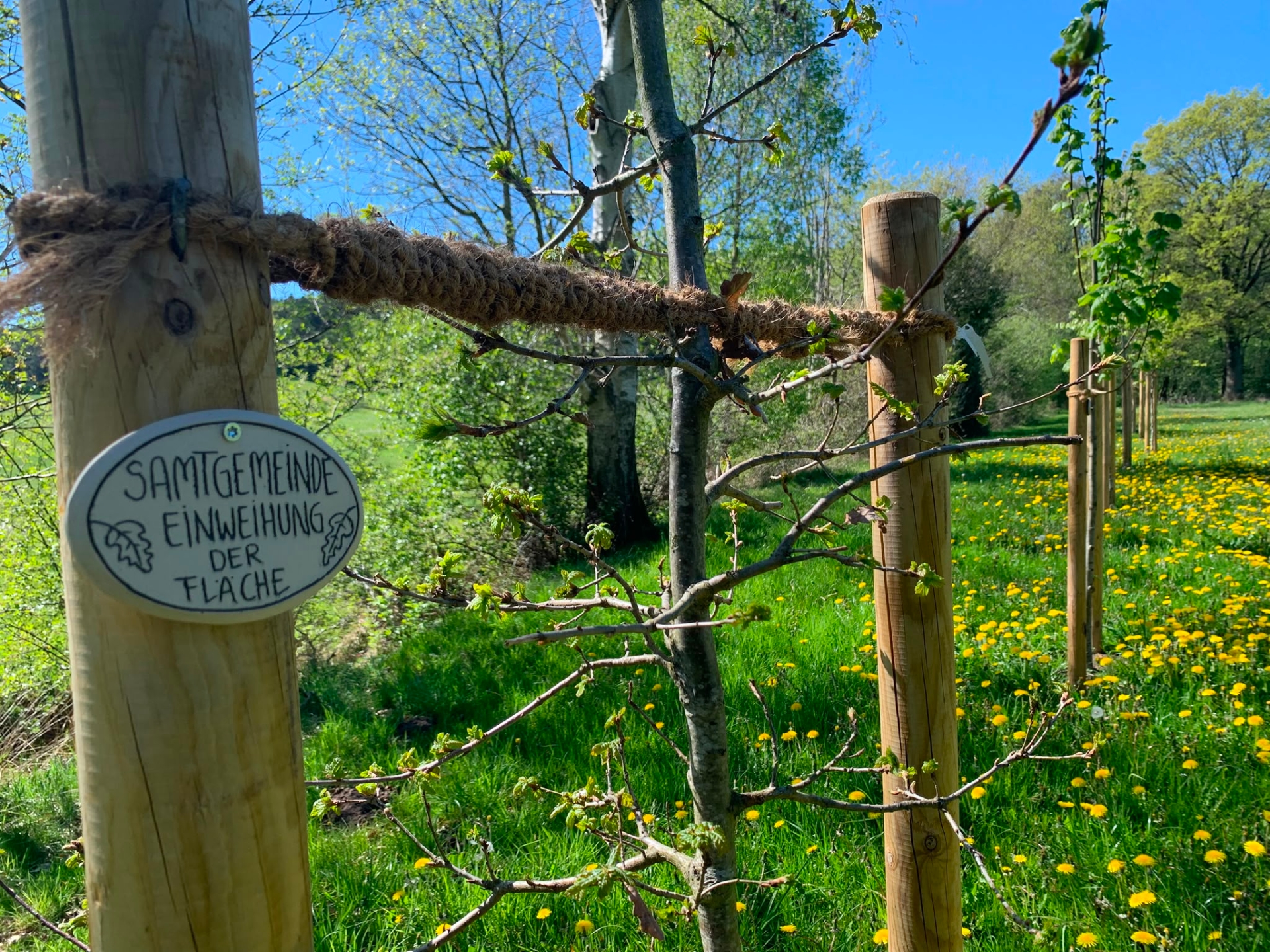 Schild eines Baumes vom Hochzeitswald
